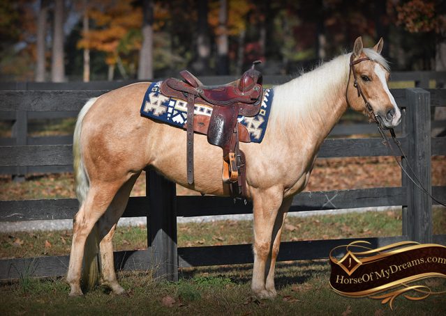001-Lincoln-AQHA-Palomino-Nu-Chex-To-Cash-NRHA-Gelding-For-Sale-Reiner-Reining