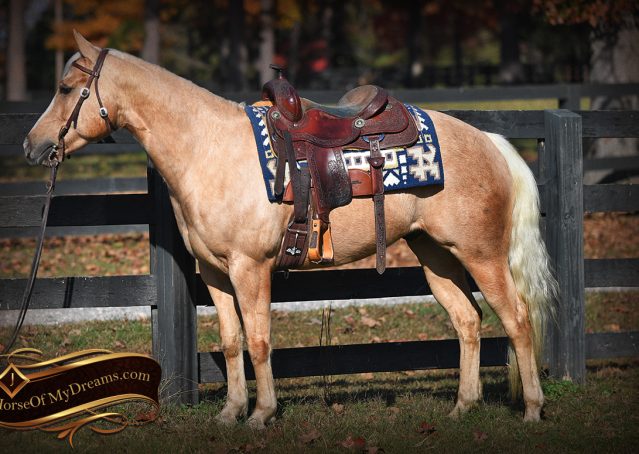 005-Lincoln-AQHA-Palomino-Nu-Chex-To-Cash-NRHA-Gelding-For-Sale-Reiner-Reining