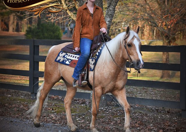 025-Lincoln-AQHA-Palomino-Nu-Chex-To-Cash-NRHA-Gelding-For-Sale-Reiner-Reining