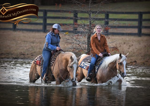 026-Lincoln-AQHA-Palomino-Nu-Chex-To-Cash-NRHA-Gelding-For-Sale-Reiner-Reining