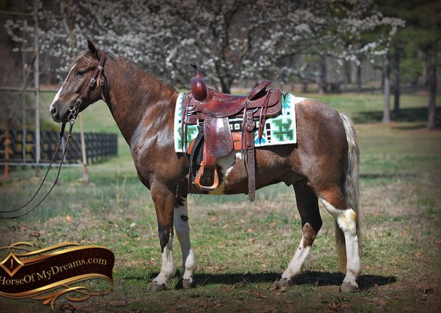 001-Mojo-Buckskin-Paint-Quarter-pony-gelding-for-sale