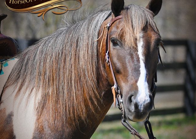 003-Mojo-Buckskin-Paint-Quarter-pony-gelding-for-sale