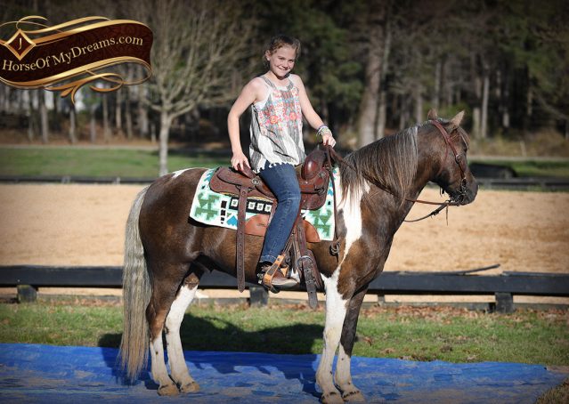 023-Mojo-Buckskin-Paint-Quarter-pony-gelding-for-sale