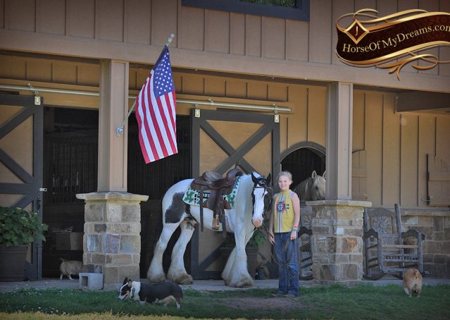 001-Charley-Gypsy-Vanner-Gelding-kids-beginner-gelding-for-sale-black-white-paint