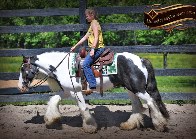 002-Charley-Gypsy-Vanner-Gelding-kids-beginner-gelding-for-sale-black-white-paint