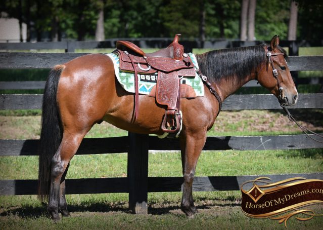 002-Gator-AQHA-Bay-Gelding-For-Sale