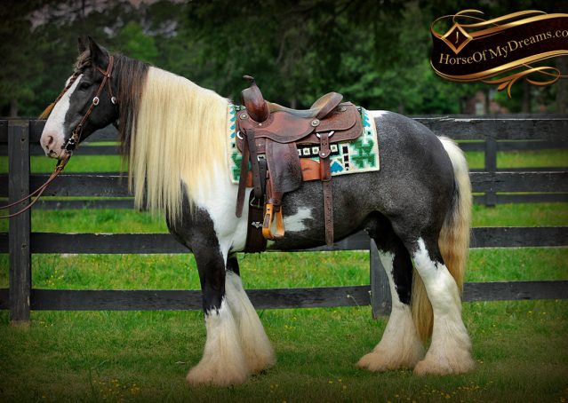 002-Swagger-Black-Tobiano-Gypsy-Vanner-Gelding-For-Sale
