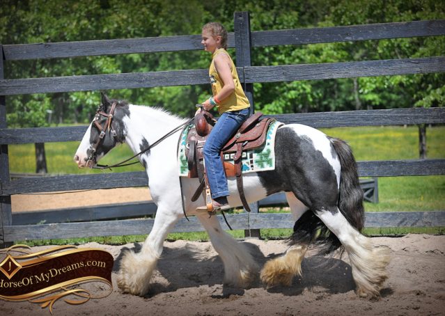 003-Charley-Gypsy-Vanner-Gelding-kids-beginner-gelding-for-sale-black-white-paint