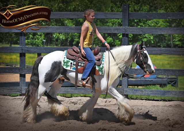 004-Charley-Gypsy-Vanner-Gelding-kids-beginner-gelding-for-sale-black-white-paint