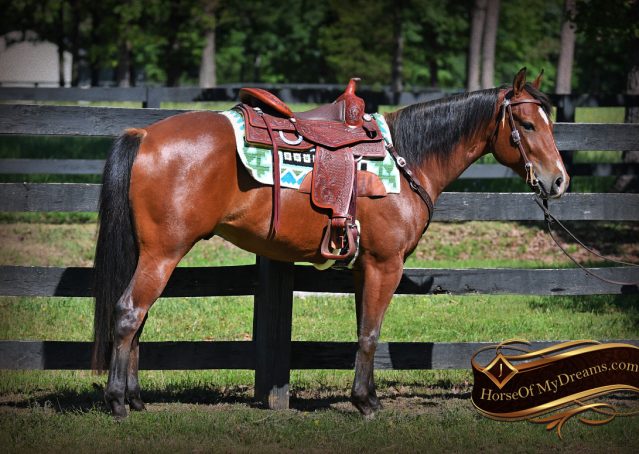 004-Gator-AQHA-Bay-Gelding-For-Sale