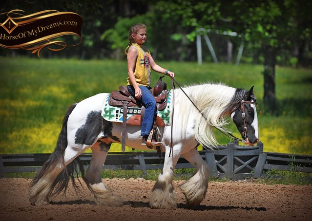 005-Charley-Gypsy-Vanner-Gelding-kids-beginner-gelding-for-sale-black-white-paint