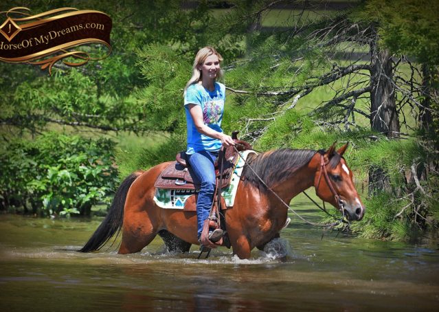 005-Gator-AQHA-Bay-Gelding-For-Sale