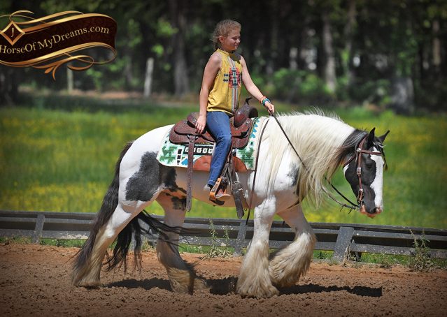 006-Charley-Gypsy-Vanner-Gelding-kids-beginner-gelding-for-sale-black-white-paint