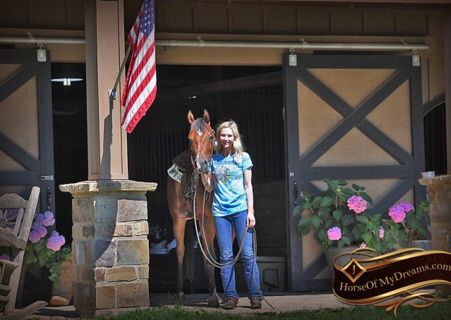 006-Gator-AQHA-Bay-Gelding-For-Sale