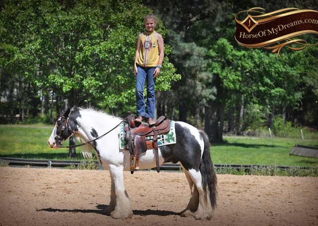 007-Charley-Gypsy-Vanner-Gelding-kids-beginner-gelding-for-sale-black-white-paint