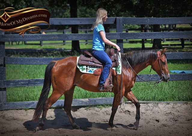 007-Gator-AQHA-Bay-Gelding-For-Sale