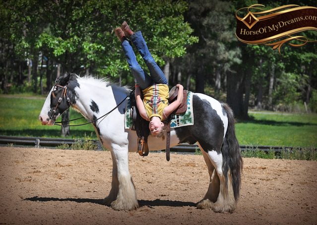 008-Charley-Gypsy-Vanner-Gelding-kids-beginner-gelding-for-sale-black-white-paint