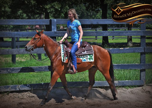 008-Gator-AQHA-Bay-Gelding-For-Sale