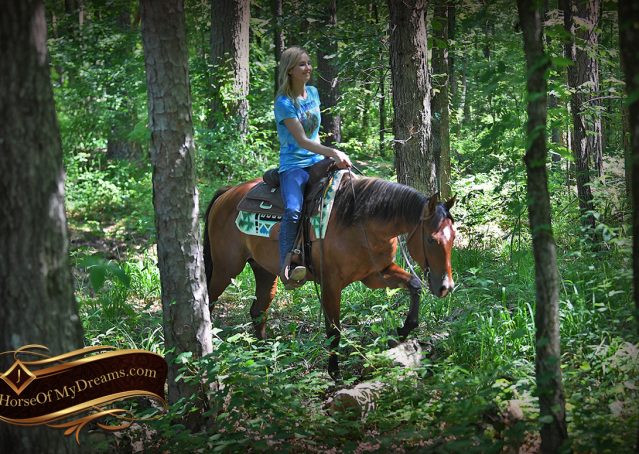 009-Gator-AQHA-Bay-Gelding-For-Sale