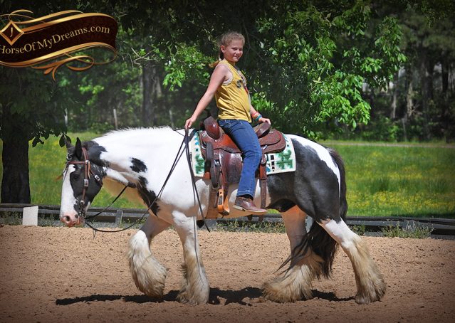 010-Charley-Gypsy-Vanner-Gelding-kids-beginner-gelding-for-sale-black-white-paint