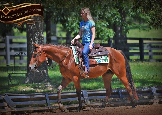 010-Gator-AQHA-Bay-Gelding-For-Sale