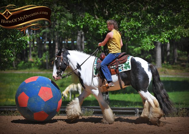 011-Charley-Gypsy-Vanner-Gelding-kids-beginner-gelding-for-sale-black-white-paint