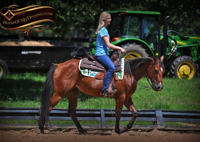 011-Gator-AQHA-Bay-Gelding-For-Sale