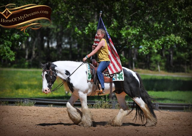 012-Charley-Gypsy-Vanner-Gelding-kids-beginner-gelding-for-sale-black-white-paint