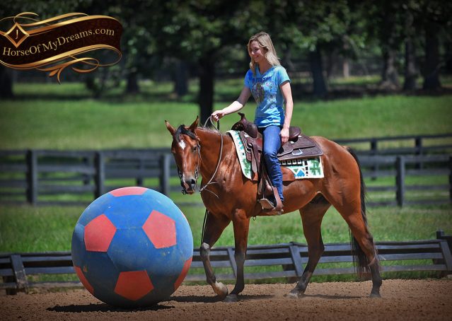 012-Gator-AQHA-Bay-Gelding-For-Sale