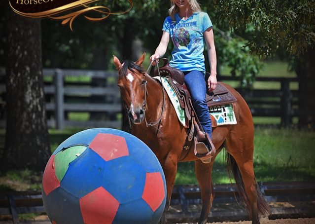 013-Gator-AQHA-Bay-Gelding-For-Sale