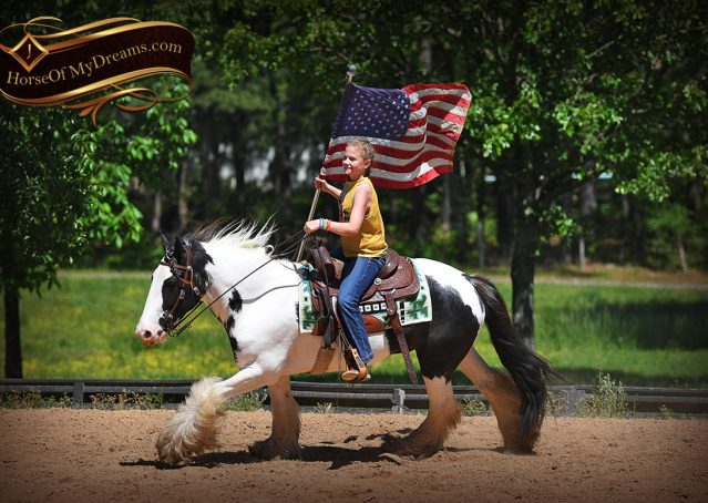 014-Charley-Gypsy-Vanner-Gelding-kids-beginner-gelding-for-sale-black-white-paint
