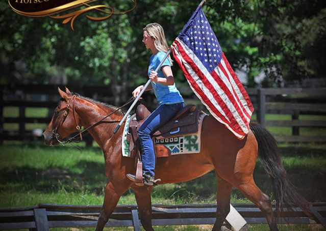 015-Gator-AQHA-Bay-Gelding-For-Sale