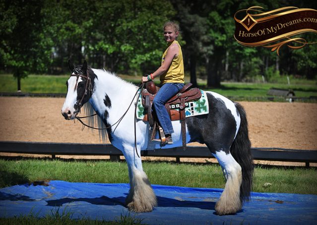 016-Charley-Gypsy-Vanner-Gelding-kids-beginner-gelding-for-sale-black-white-paint