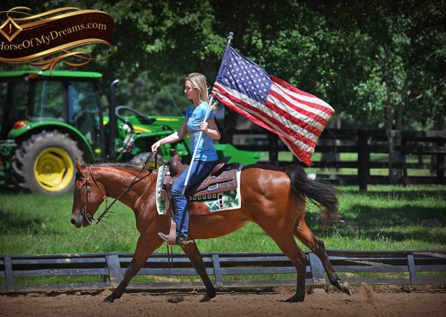 016-Gator-AQHA-Bay-Gelding-For-Sale