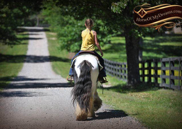 017-Charley-Gypsy-Vanner-Gelding-kids-beginner-gelding-for-sale-black-white-paint