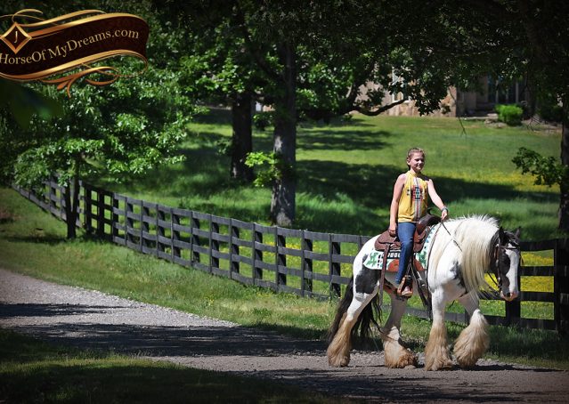 018-Charley-Gypsy-Vanner-Gelding-kids-beginner-gelding-for-sale-black-white-paint