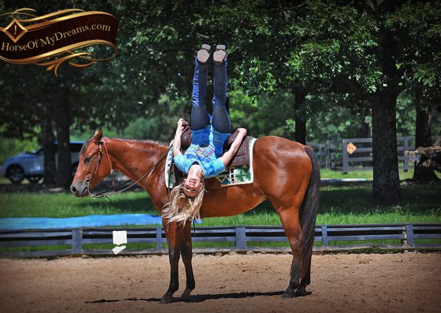 018-Gator-AQHA-Bay-Gelding-For-Sale