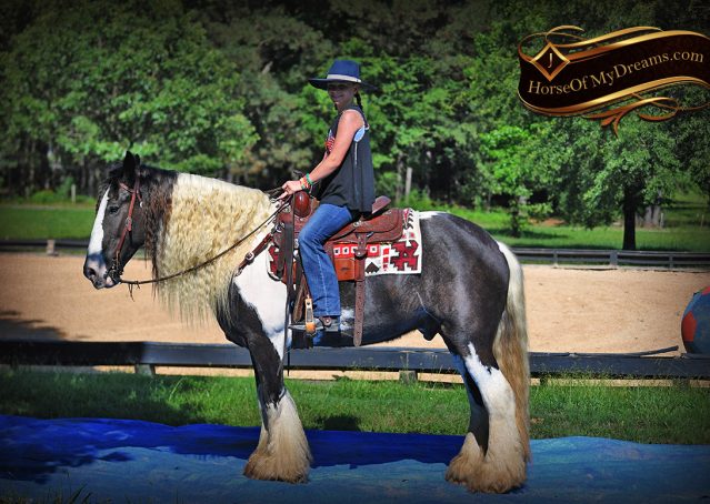 018-Swagger-Black-Tobiano-Gypsy-Vanner-Gelding-For-Sale