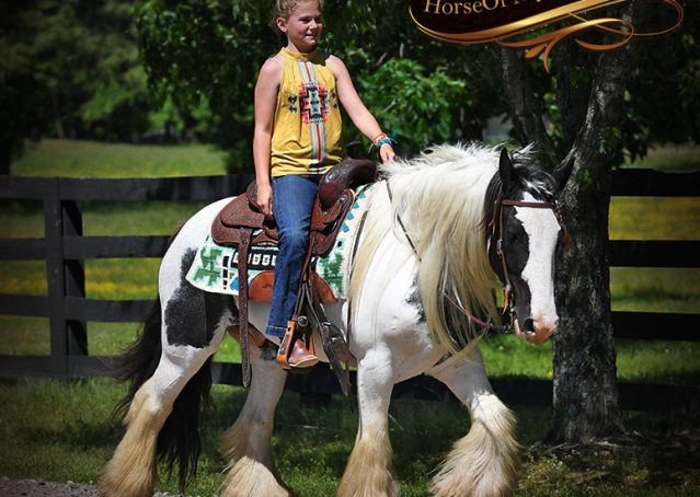 019-Charley-Gypsy-Vanner-Gelding-kids-beginner-gelding-for-sale-black-white-paint