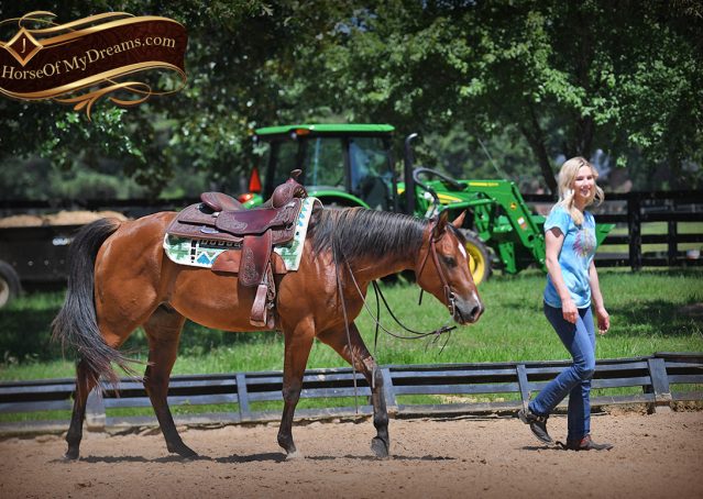 019-Gator-AQHA-Bay-Gelding-For-Sale
