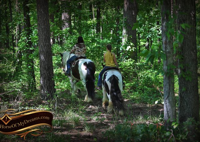 020-Charley-Gypsy-Vanner-Gelding-kids-beginner-gelding-for-sale-black-white-paint