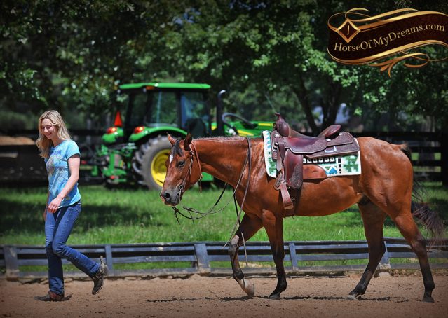 020-Gator-AQHA-Bay-Gelding-For-Sale