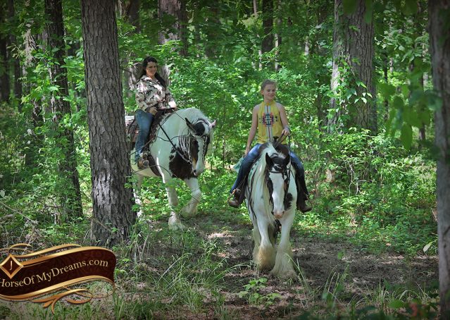 021-Charley-Gypsy-Vanner-Gelding-kids-beginner-gelding-for-sale-black-white-paint