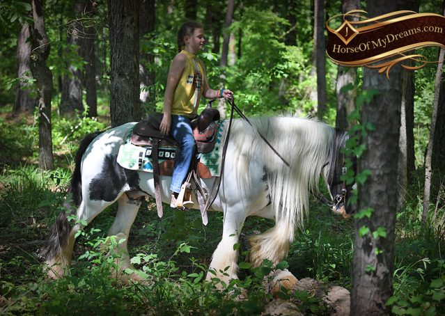 022-Charley-Gypsy-Vanner-Gelding-kids-beginner-gelding-for-sale-black-white-paint