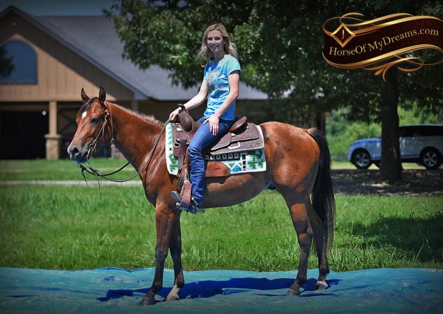 022-Gator-AQHA-Bay-Gelding-For-Sale