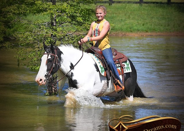 023-Charley-Gypsy-Vanner-Gelding-kids-beginner-gelding-for-sale-black-white-paint
