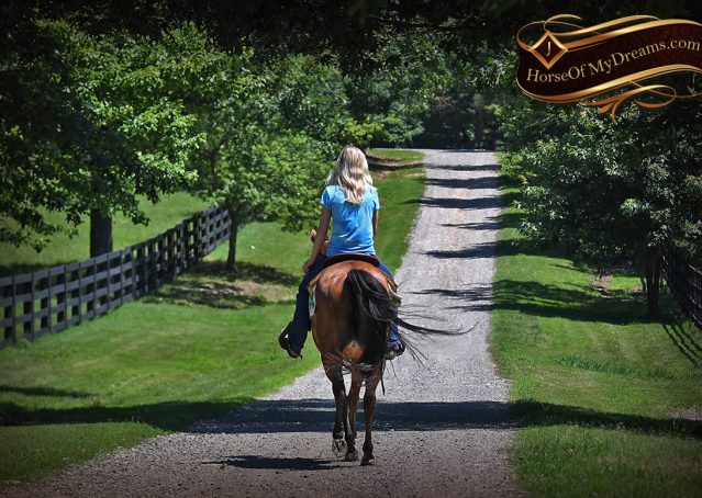 023-Gator-AQHA-Bay-Gelding-For-Sale