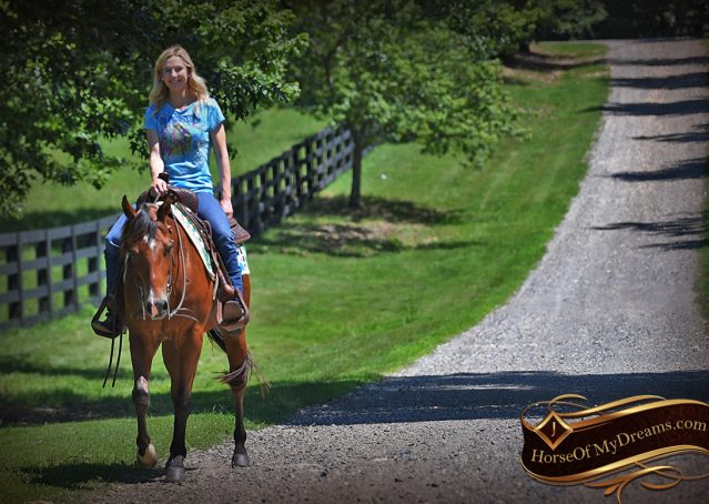 024-Gator-AQHA-Bay-Gelding-For-Sale