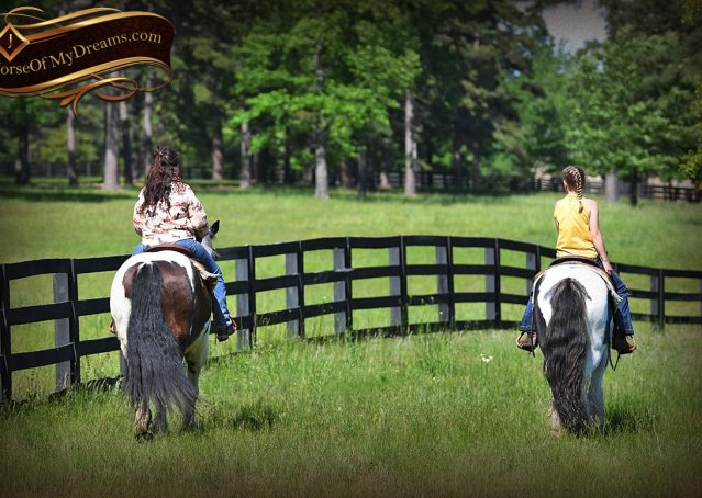 025-Charley-Gypsy-Vanner-Gelding-kids-beginner-gelding-for-sale-black-white-paint