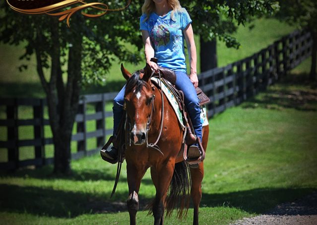 025-Gator-AQHA-Bay-Gelding-For-Sale